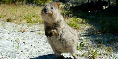 Quokka - veseli sisavac