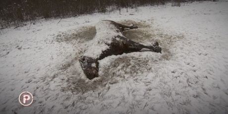 Problem konja ukazao je na nespremnost države da se obračuna s problemima (Foto: Dnevnik.hr) - 4