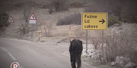 Problem konja ukazao je na nespremnost države da se obračuna s problemima (Foto: Dnevnik.hr) - 5