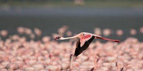 Jezero Nakuru - 1