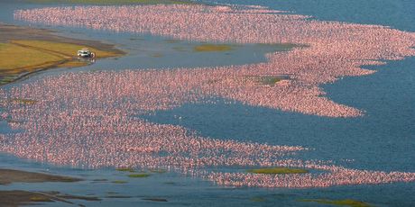 Jezero Nakuru - 3