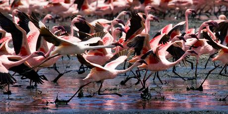 Jezero Nakuru - 4