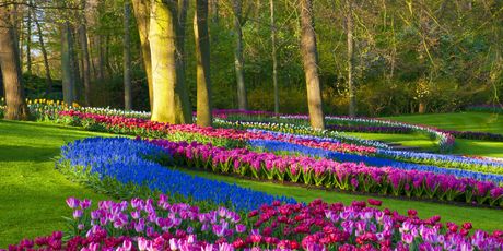 Keukenhof Gardens, Nizozemska