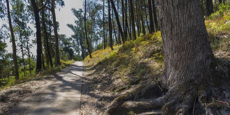 Cies