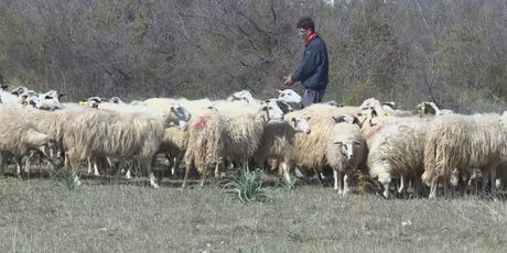Stado ovaca (Foto: Dnevnik.hr) - 3