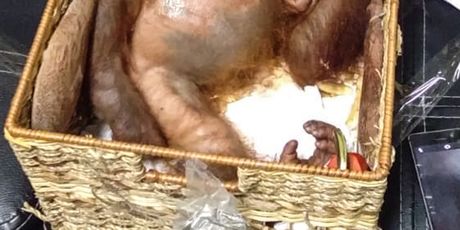 Bebu orangutana Rus je pokušao prokrijumčariti iz Balija (Foto: AFP)