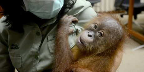 Orangutani su jako kritično ugrožena vrsta (Foto: AFP)