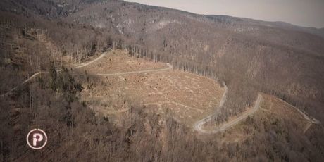 Posječena šuma (Foto: Dnevnik.hr) - 3
