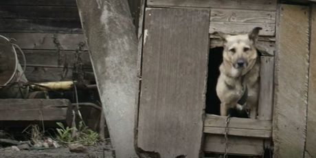 Kampanja protiv držanja pasa na lancu - 8