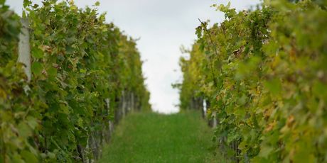 Vinarija Jakovac - 11