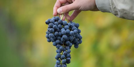 Vinarija Jakovac - 14