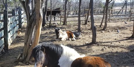 Kamp Omišalj - 13