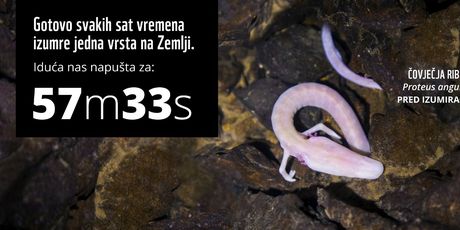 WWF Adria - 1