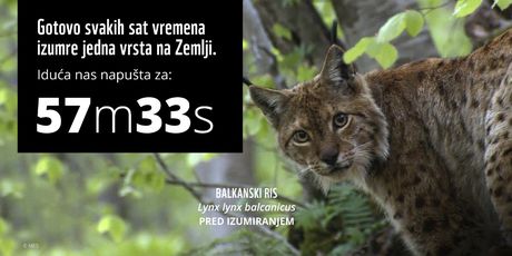 WWF Adria - 4