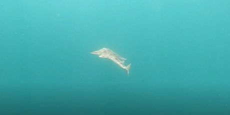 Izumrla vrsta morskog psa vratila se u Jadran - 4
