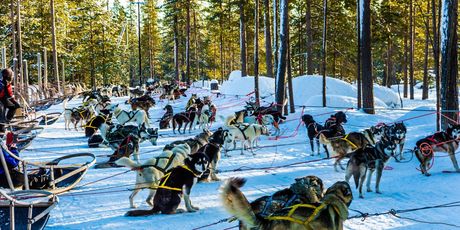 Husky safari - 3