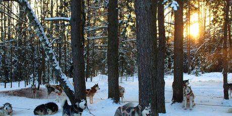 Husky safari - 5