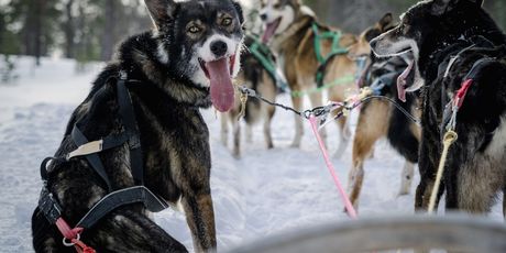 Husky safari - 6