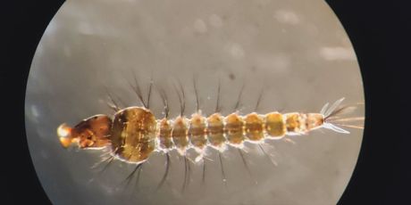 Komarci: Ilustracija - 1