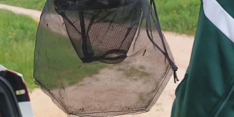 Komarci: Ilustracija - 2