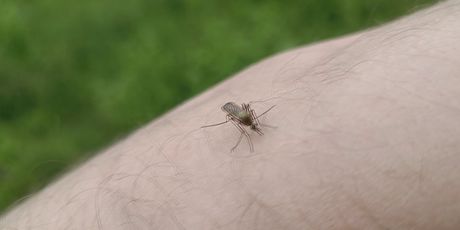 Komarci: Ilustracija - 3