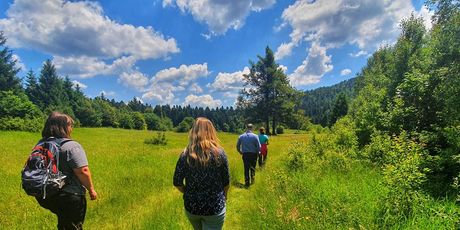 Branje medvjeđeg luka u Gorskom kotaru - 9