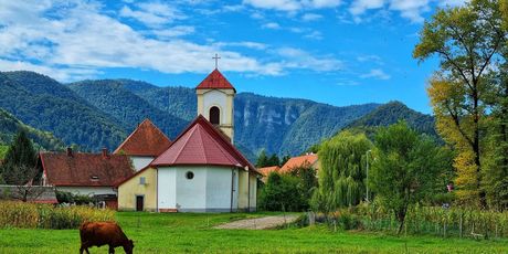 Branje medvjeđeg luka u Gorskom kotaru - 10