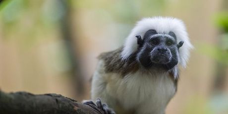 Tamarin majmun