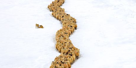 Pastiri tijekom zime u Turskoj, u Mazgirtu - 3