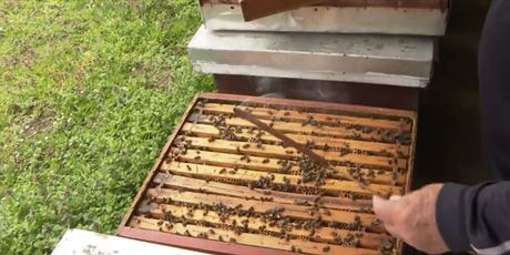 Pčele krenule s proizvodnjom - 4