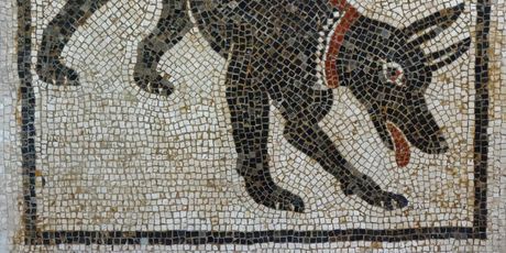 Cave Canem