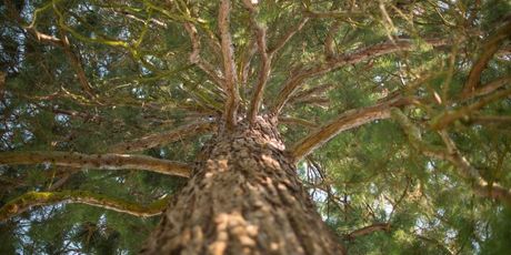 EPICentar Sequoia Slatina