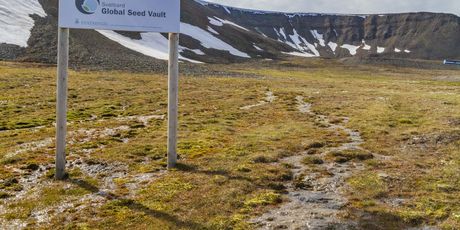 Svalbard - 2