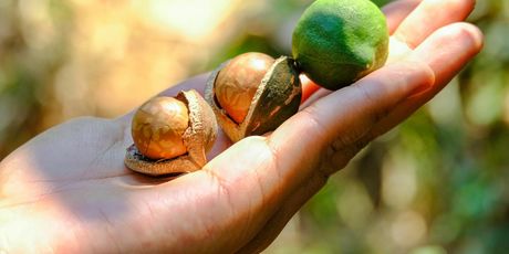 Makadamija orasi - 3