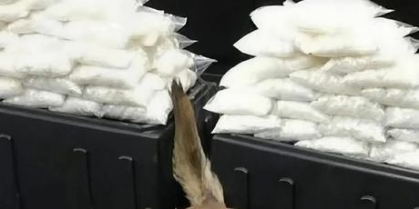 Policijski psi s ulovom - 9