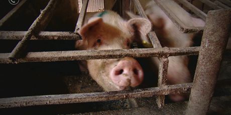 Poziv 08.03.2026. - 3