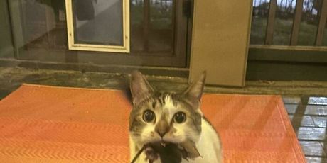 Ljubimci huligani - 36