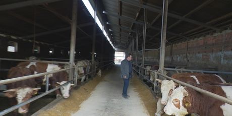 Zasutavljen izvoz junadi u Libanonu - 1