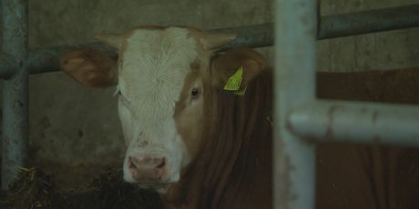 Zasutavljen izvoz junadi u Libanonu - 3