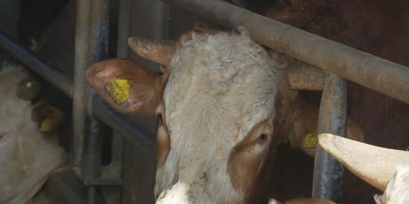 Zasutavljen izvoz junadi u Libanonu - 4