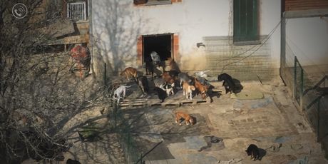 Divlja skloništa za životinje