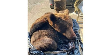 Sirova koža s glavom mrkog medvjeda