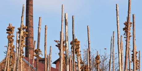 Žatec, grad hmelja i piva - 7