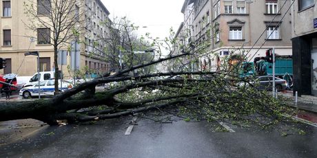 Srušena stabla u Zagrebu