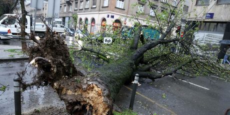 Srušena stabla u Zagrebu