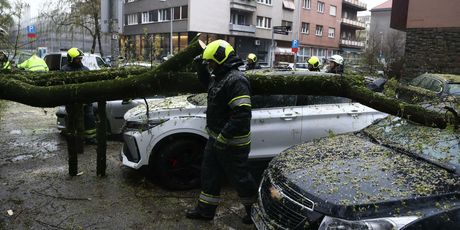 Srušena stabla u Zagrebu