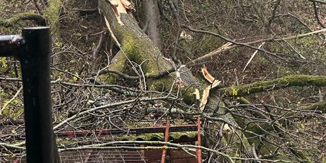 Stabla im pala na kuću, šteta je ogromna - 11