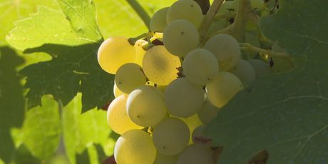 Preminuo vizionar Alen Bibić