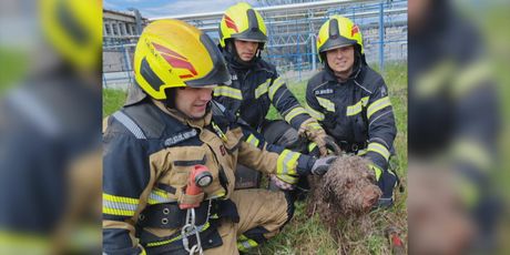 Vatrogasci spasili psa - 2