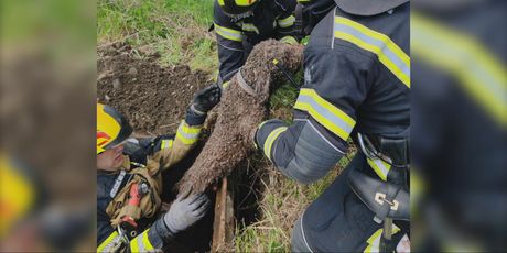 Vatrogasci spasili psa - 3